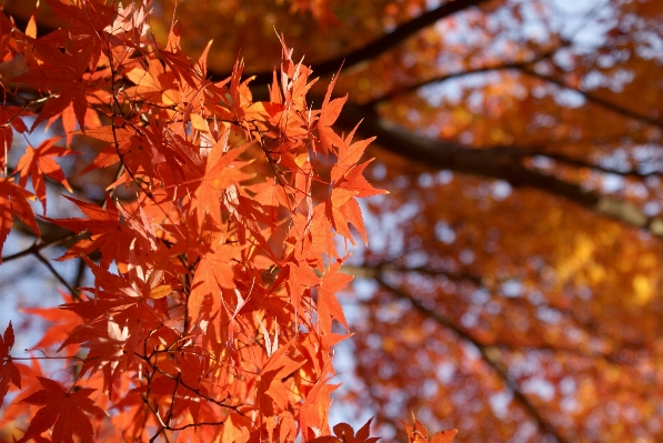 Tree nature forest branch Photo