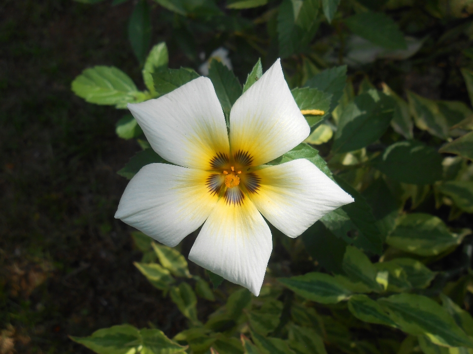 Natur blüte anlage weiss