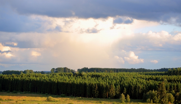 Zdjęcie Krajobraz drzewo natura las