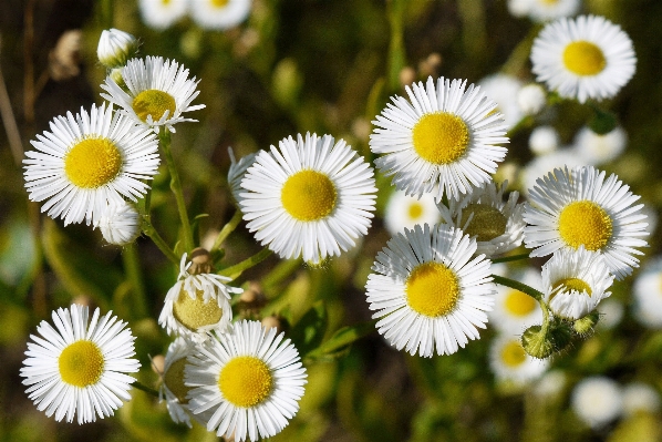 Plant field meadow flower Photo