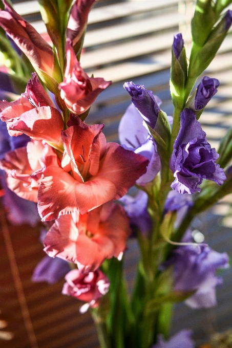 Nature fleurir se brouiller usine