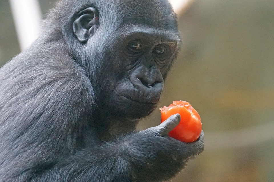 Betrachten sicht tierwelt denken