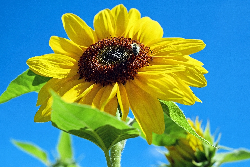 Plantar céu campo flor