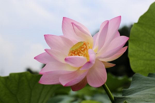 Blossom plant flower petal Photo