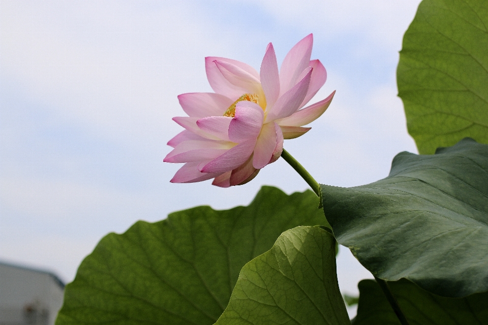 开花 植物 叶子 花