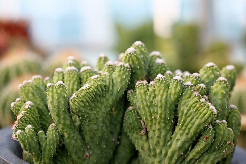 Nature cactus
 usine feuille