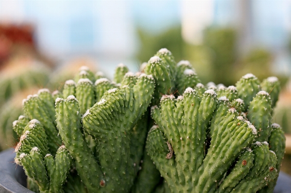 Foto Natureza cacto
 plantar folha