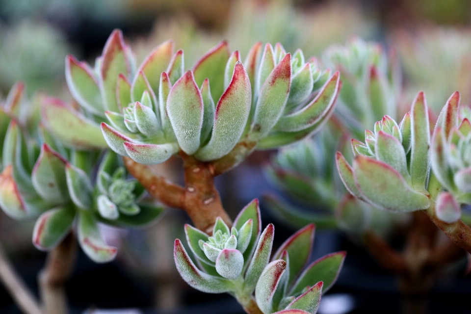 Nature blossom cactus plant