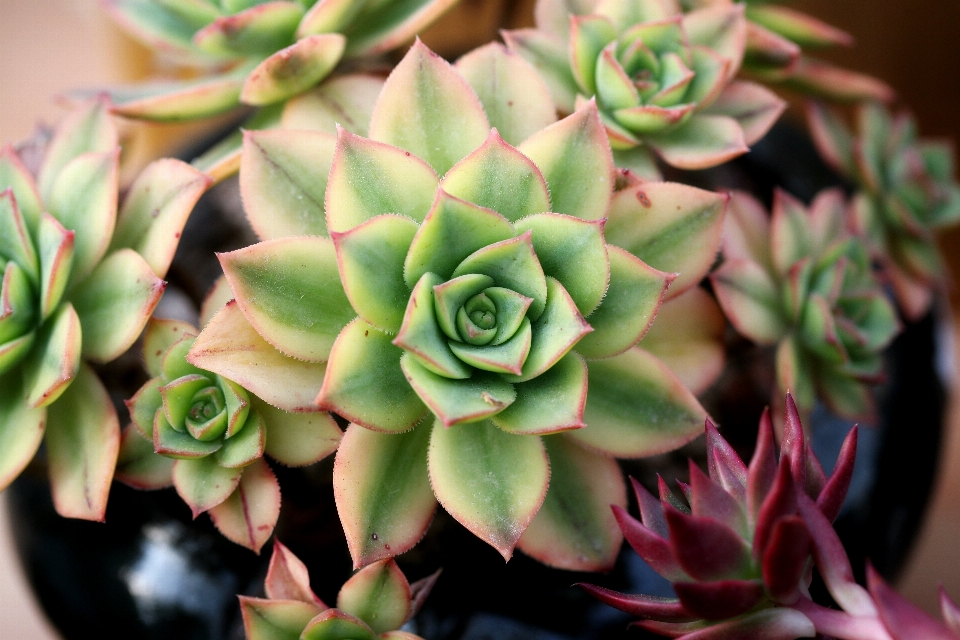 Naturaleza cactus
 planta flor