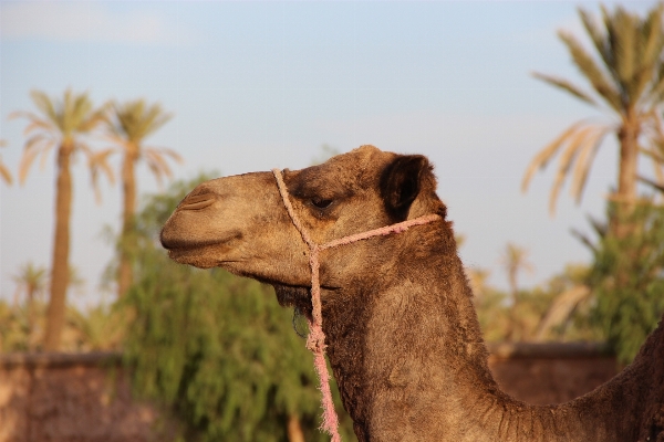 Animal wildlife camel mammal Photo