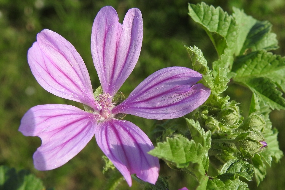 Plant flower petal botany