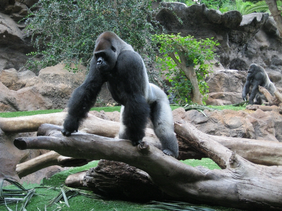 View wildlife zoo jungle