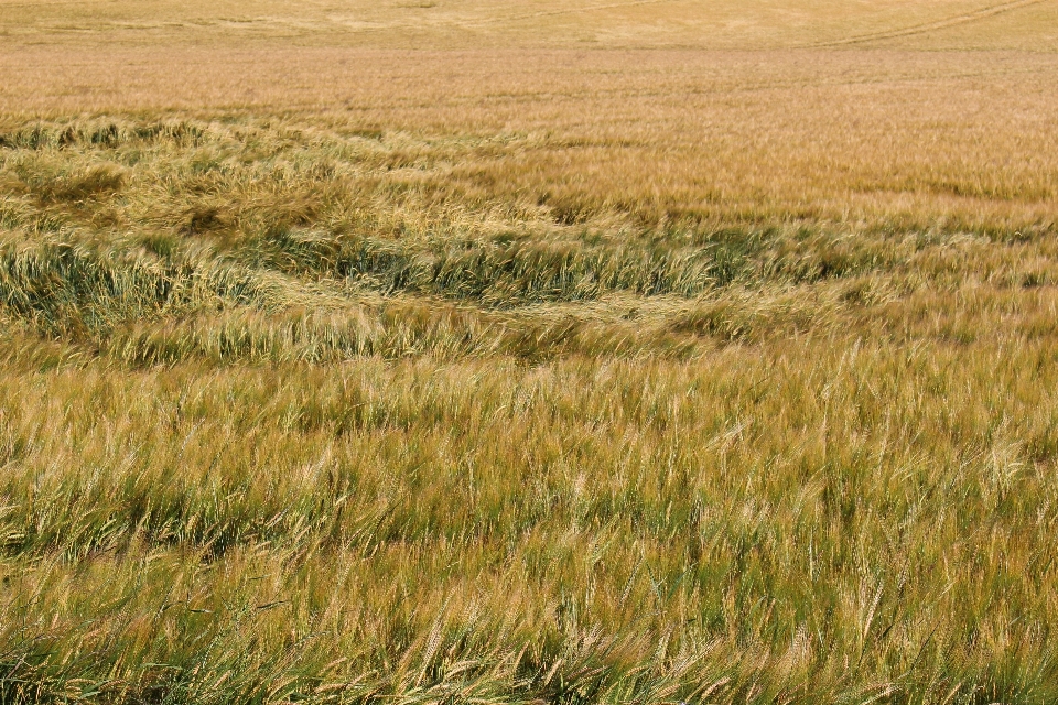 Grass marsh plant field