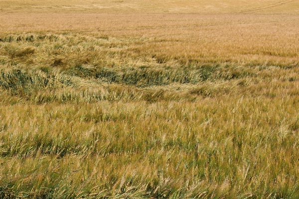 Grass marsh plant field Photo