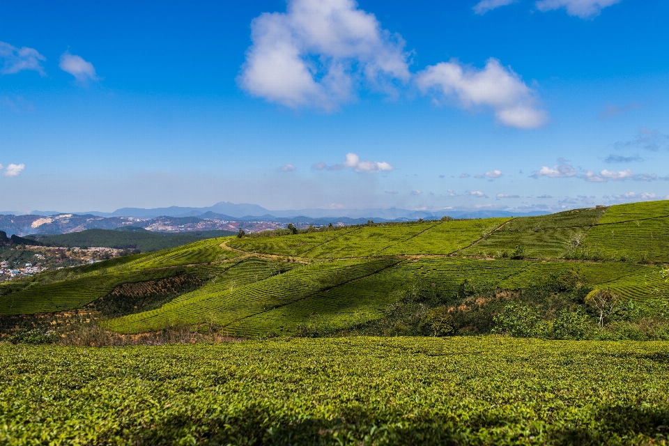 風景 海岸 自然 草