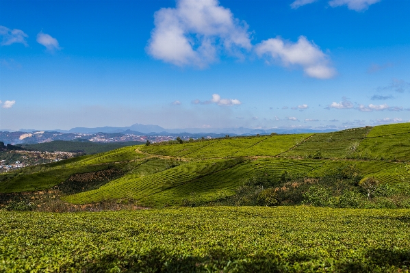 風景 海岸 自然 草 写真