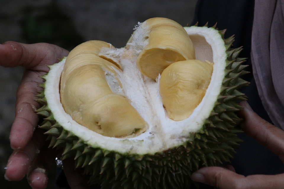 植物 水果 食物 生产