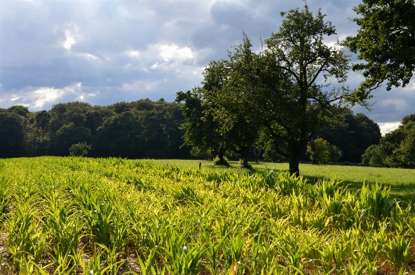 風景 木 自然 草 写真