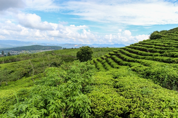 Tree forest mountain plant Photo