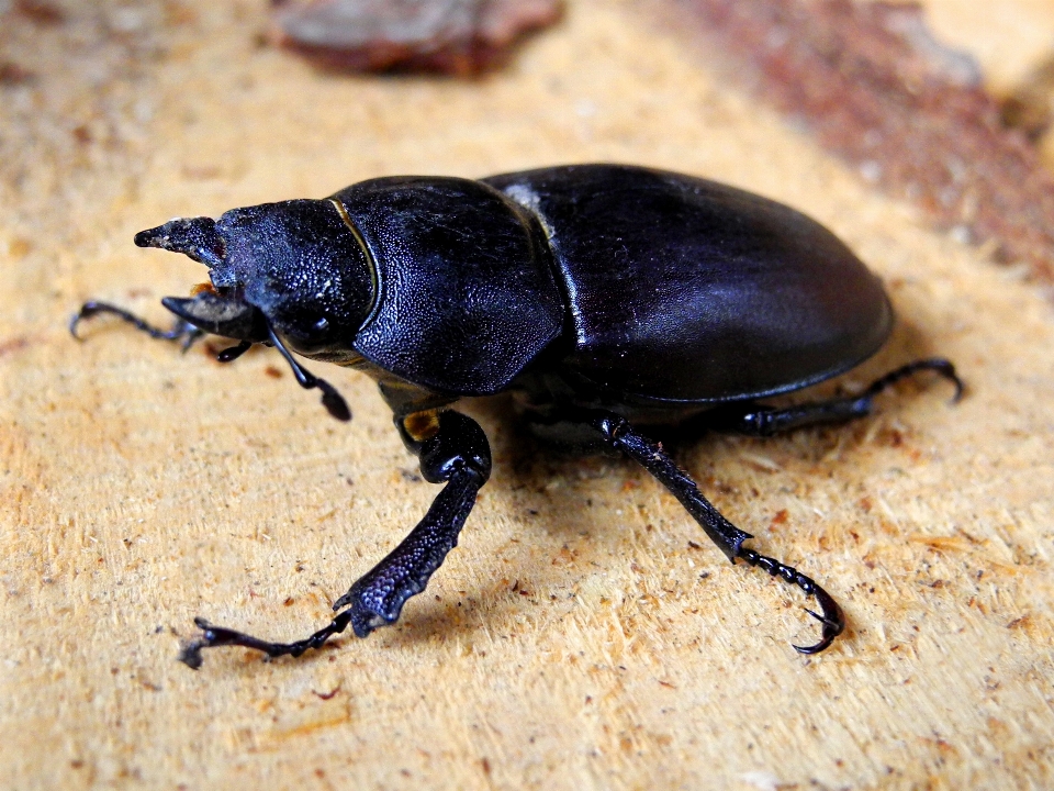 Naturaleza fotografía femenino insecto