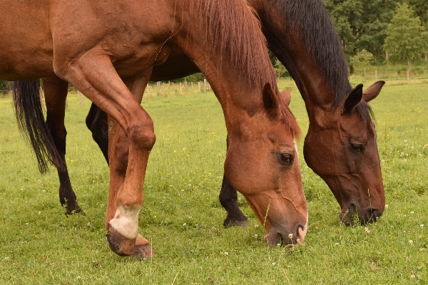 Grass field farm meadow Photo