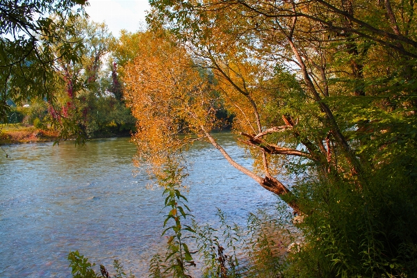 Tree water nature forest Photo