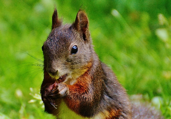 Nature grass cute wildlife Photo