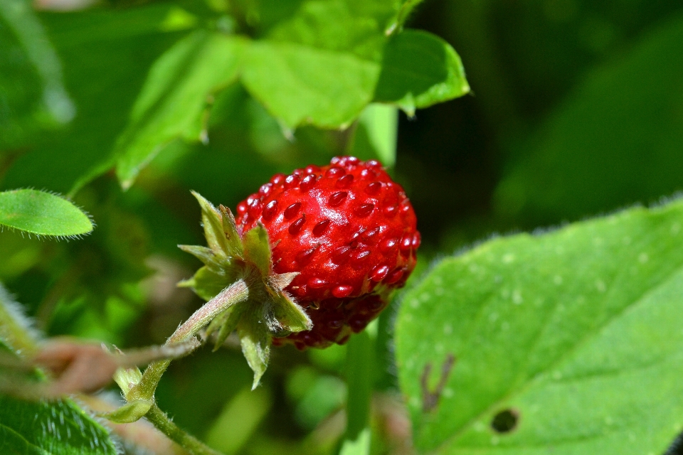 Blossom plant fruit berry