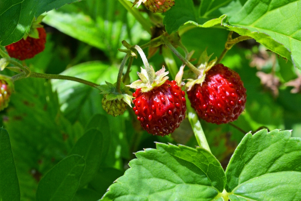 Plant fruit berry flower