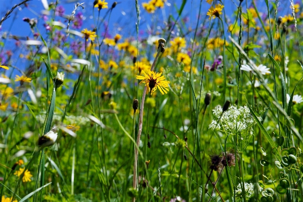 Nature grass plant field Photo