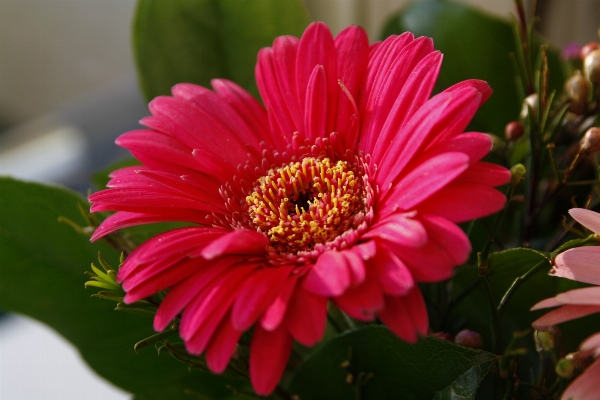 Blossom plant flower petal Photo