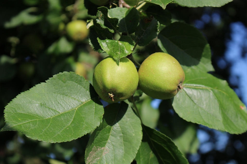 Apple baum natur zweig