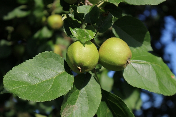 Foto Apple pohon alam cabang