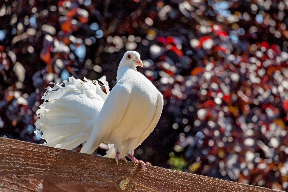 Bird wing white animal