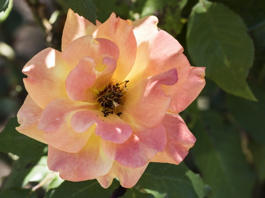 Blossom plant flower petal Photo