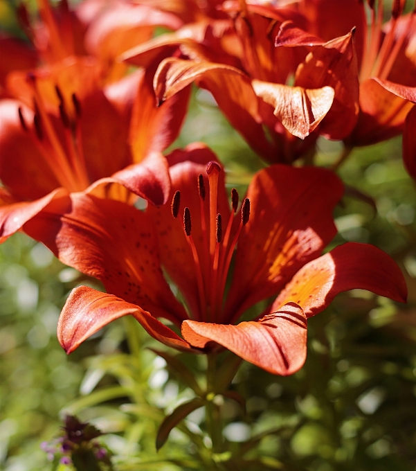 Nature blossom plant leaf