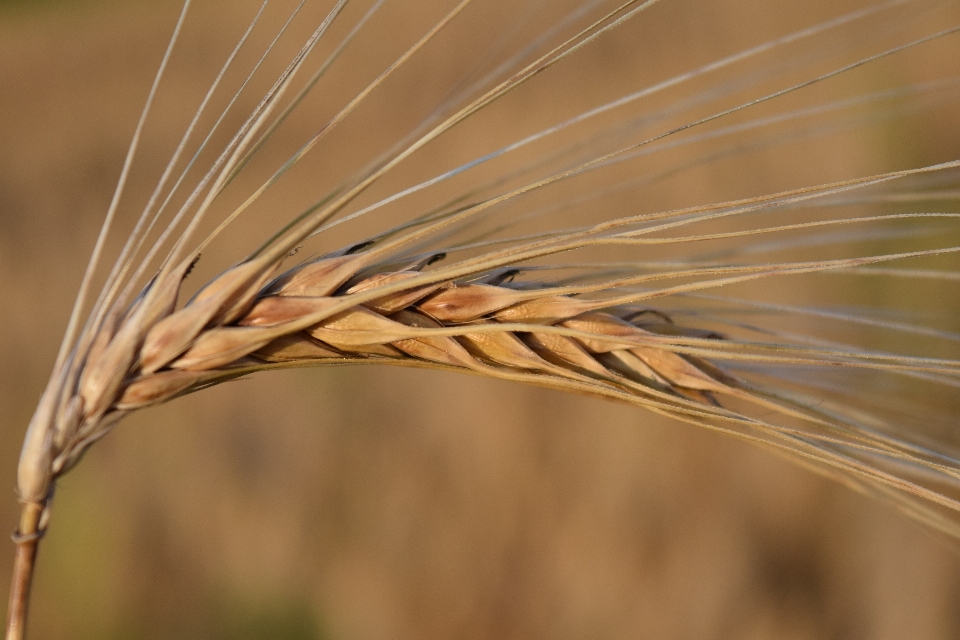 Grass plant field barley