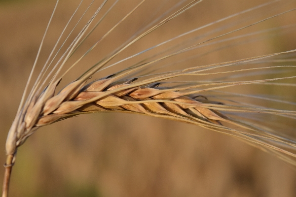 Grass plant field barley Photo