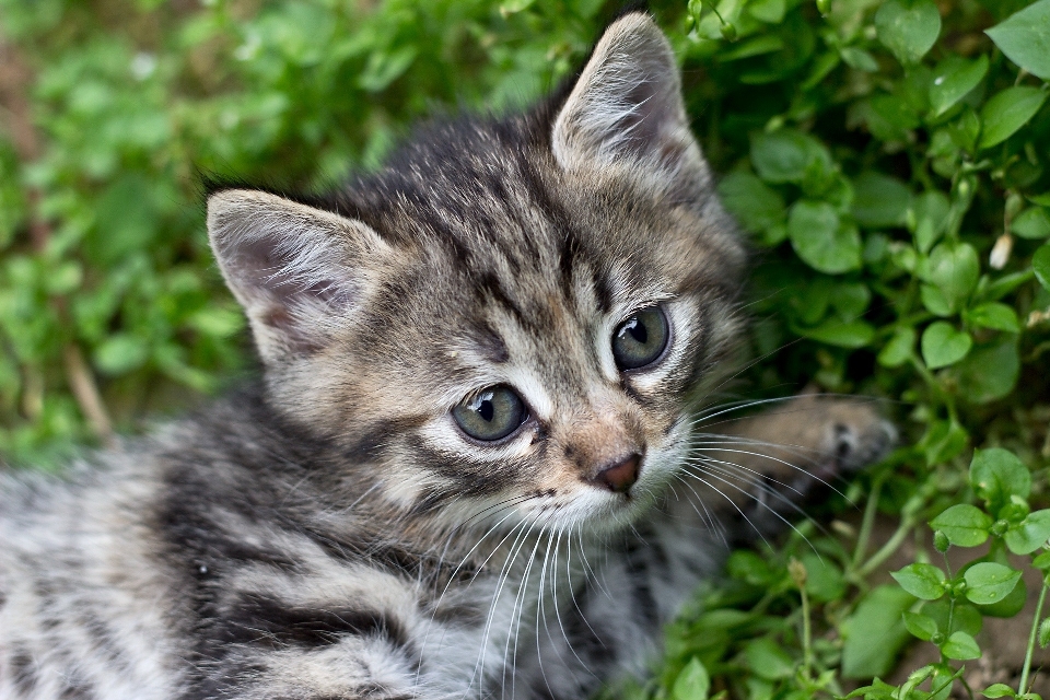 Peliharaan bulu kesedihan
 anak kucing