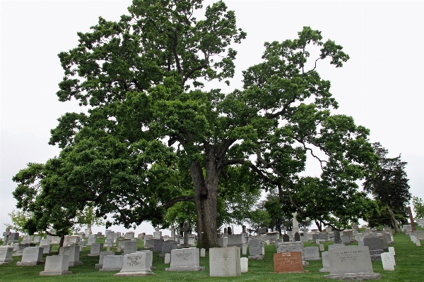 Tree plant landmark cemetery Photo