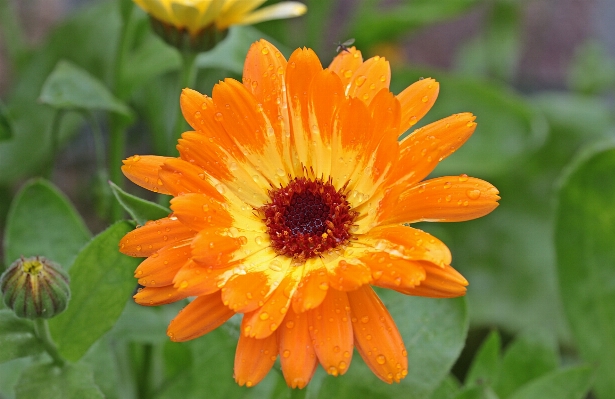 Blossom plant flower petal Photo