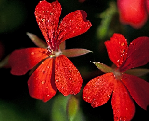 Blossom plant photography leaf Photo