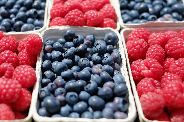 Plant raspberry fruit berry Photo