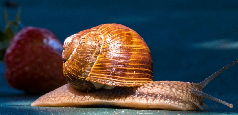 動物 大きい 生物学 近い 写真