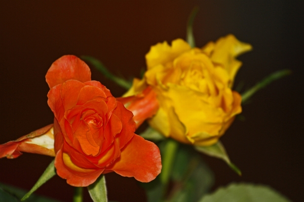 Blossom plant flower petal Photo