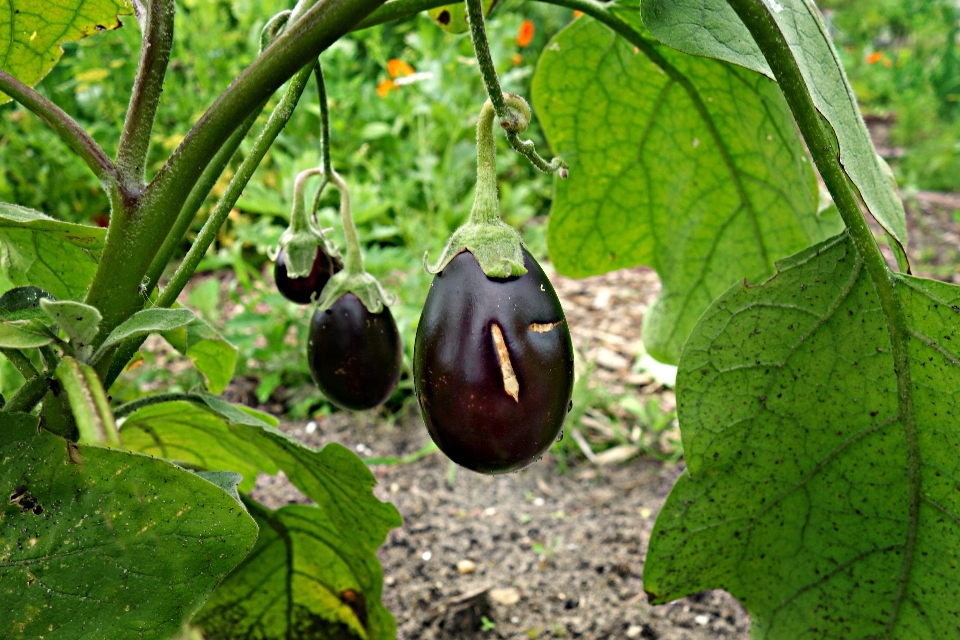 Pohon cabang tanaman buah