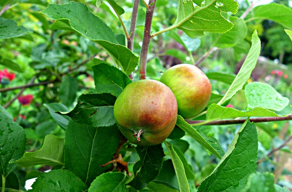 Apple zweig anlage frucht