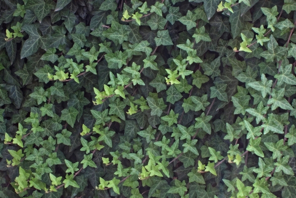 木 自然 草 植物 写真