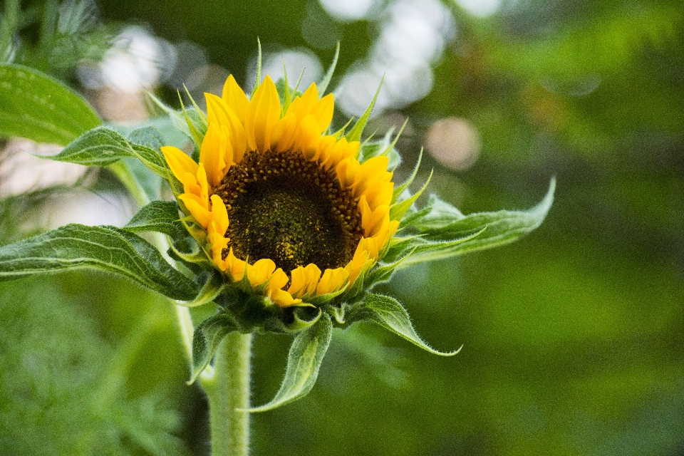 Nature plant field flower