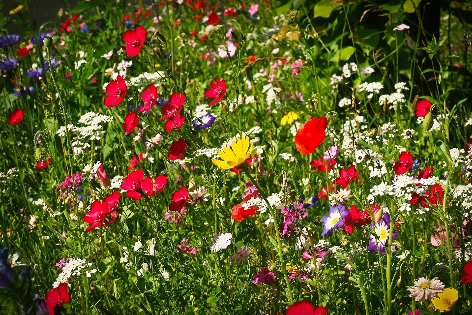 Natur gras blüte anlage